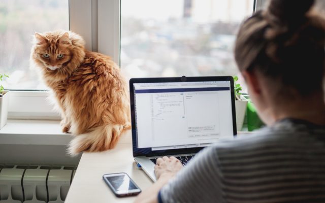 Ginger cat sat on a window sill watches a lady working on a laptop computer